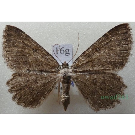 Charissa obscurata (Denis & Schiffermüller, 1775) Pomrok ciemniak Czech16g